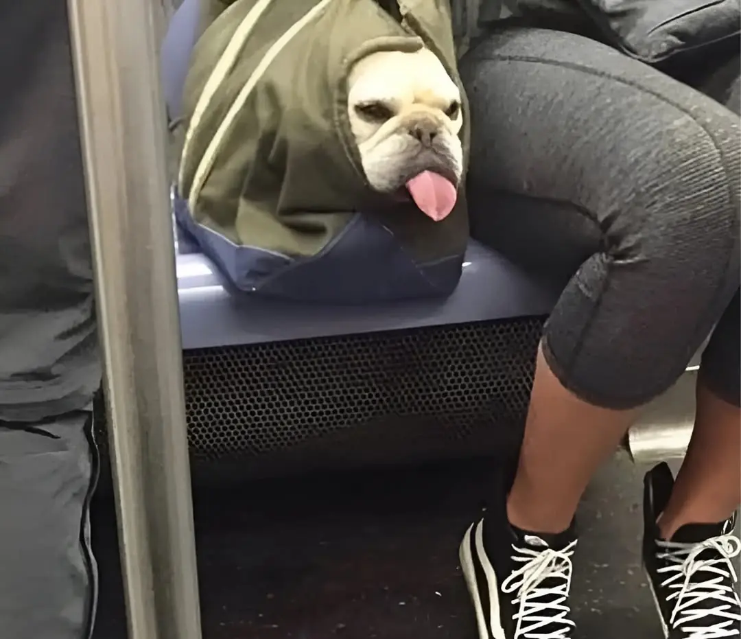 A engenhosidade dos donos transformou o termo “doggybag” em sinônimo de pets dentro de bolsas. (Foto: Instagram)
