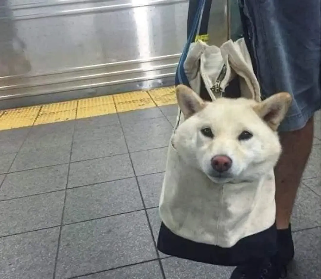 Hoje, é comum ver cães de todos os tamanhos em bolsas criativas enquanto seus donos pegam o metrô. (Foto: Instagram)