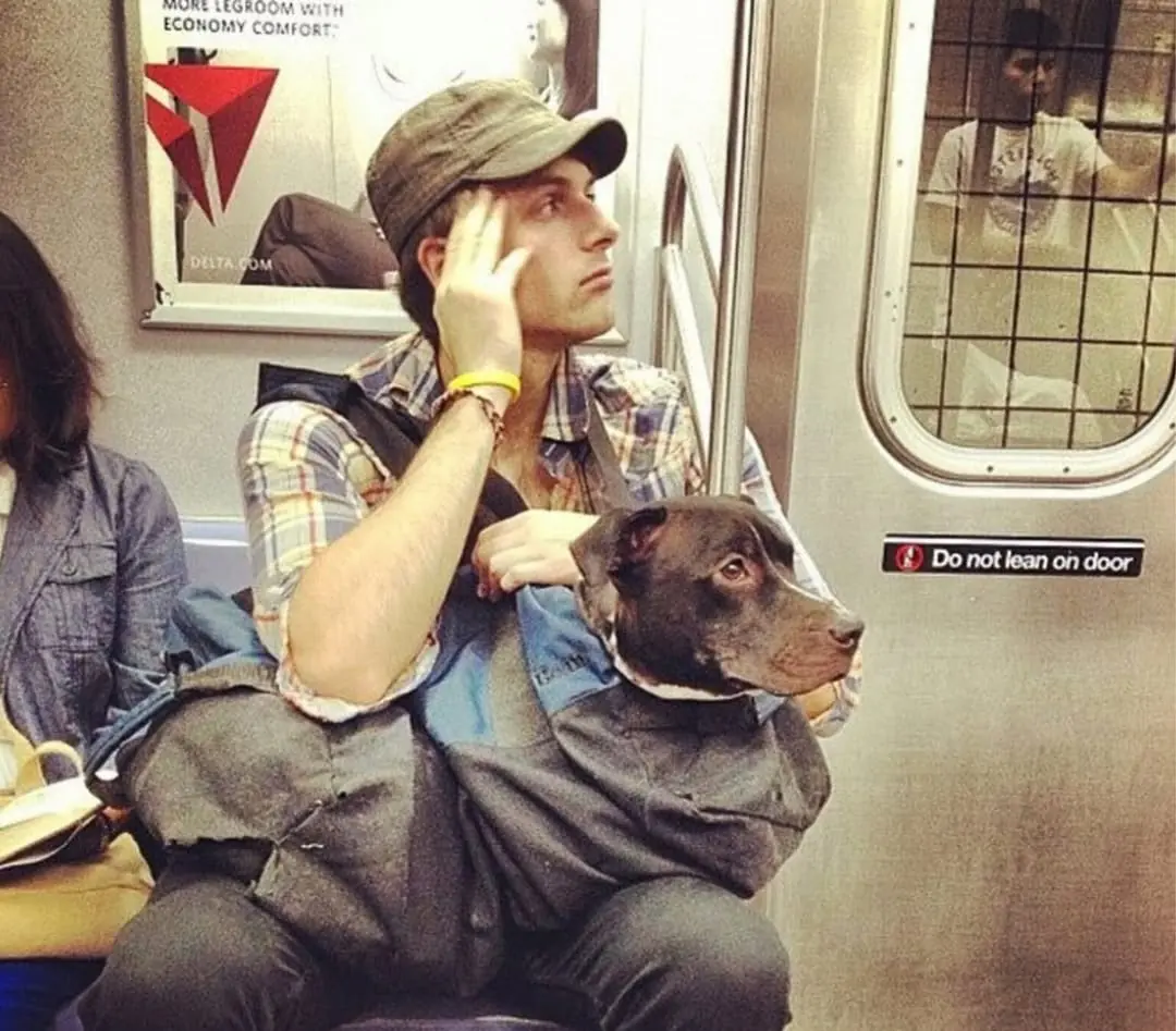 As cenas inusitadas de cachorros acomodados em bolsas viralizaram e tomaram conta das redes sociais. (Foto: Instagram)