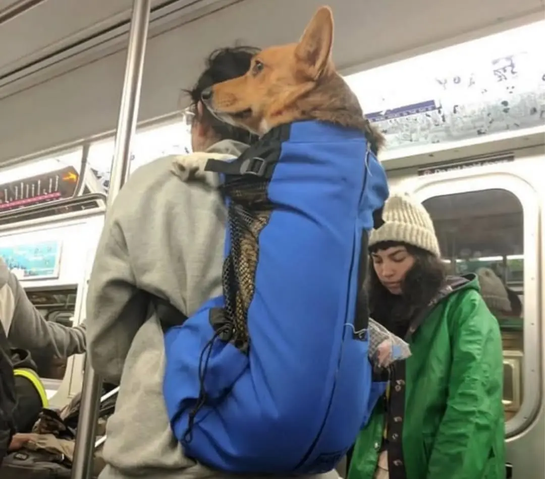 Em vez de deixar os pets em casa, os nova-iorquinos começaram a transportar até cachorros grandes em bolsas enormes. (Foto: Instagram)