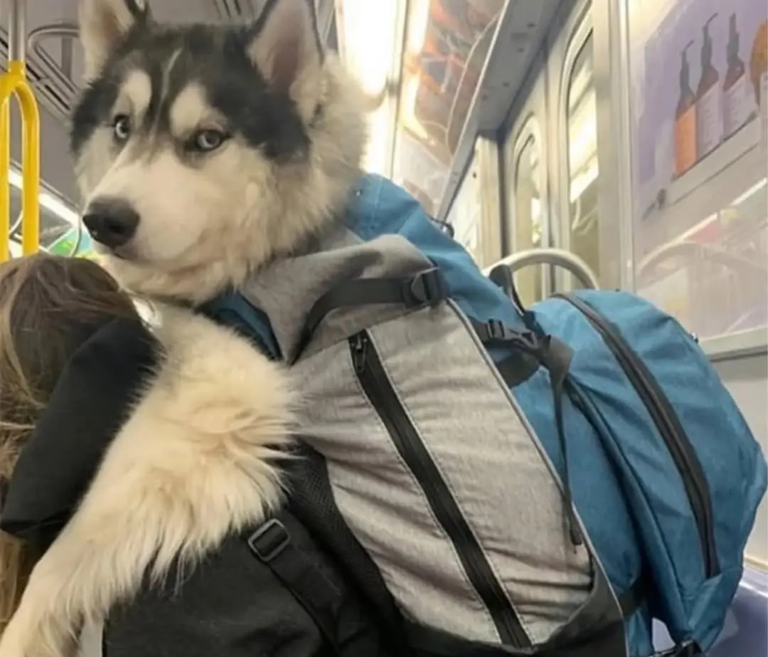 Mochilas, sacolas de compras e até malas com rodinhas viraram solução para quem não queria deixar o cão para trás. (Foto: Instagram)