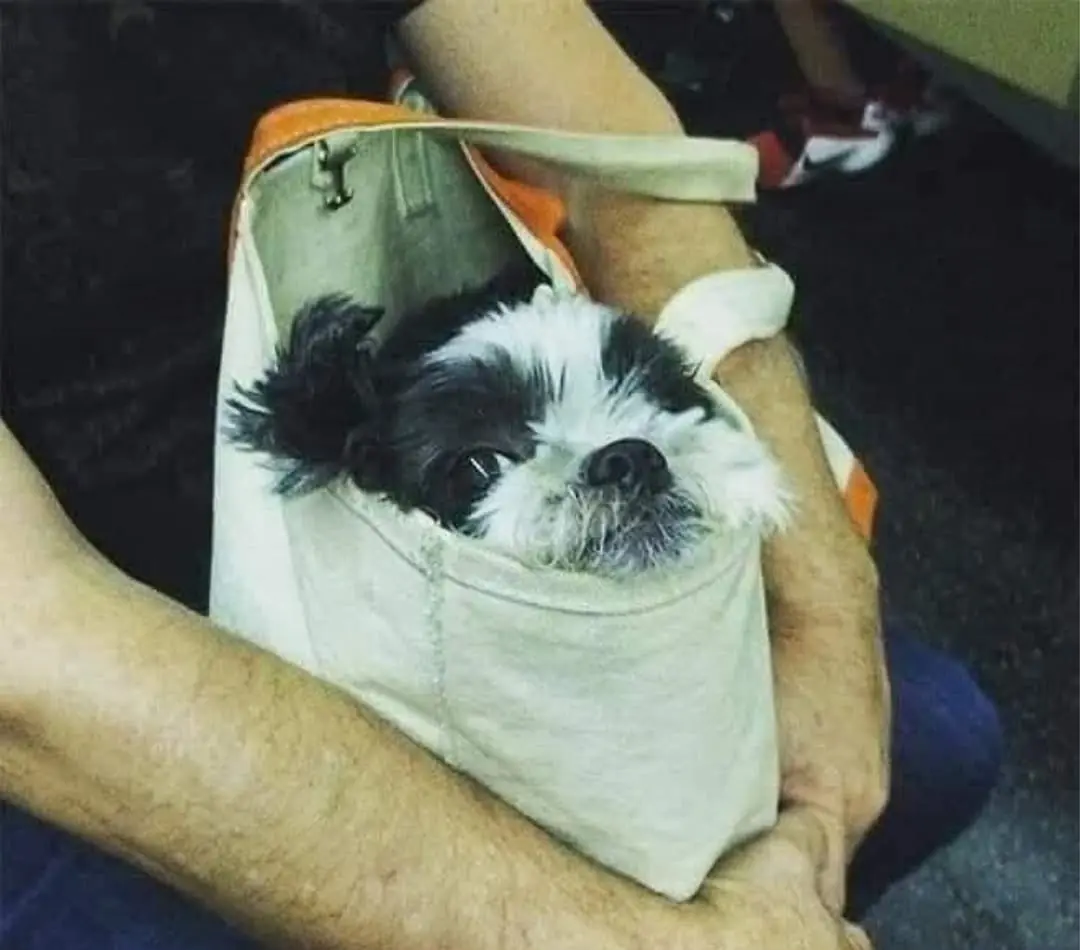 A adaptação inusitada já faz parte da rotina de quem usa o metrô e quer ter o pet sempre por perto. (Foto: Instagram)