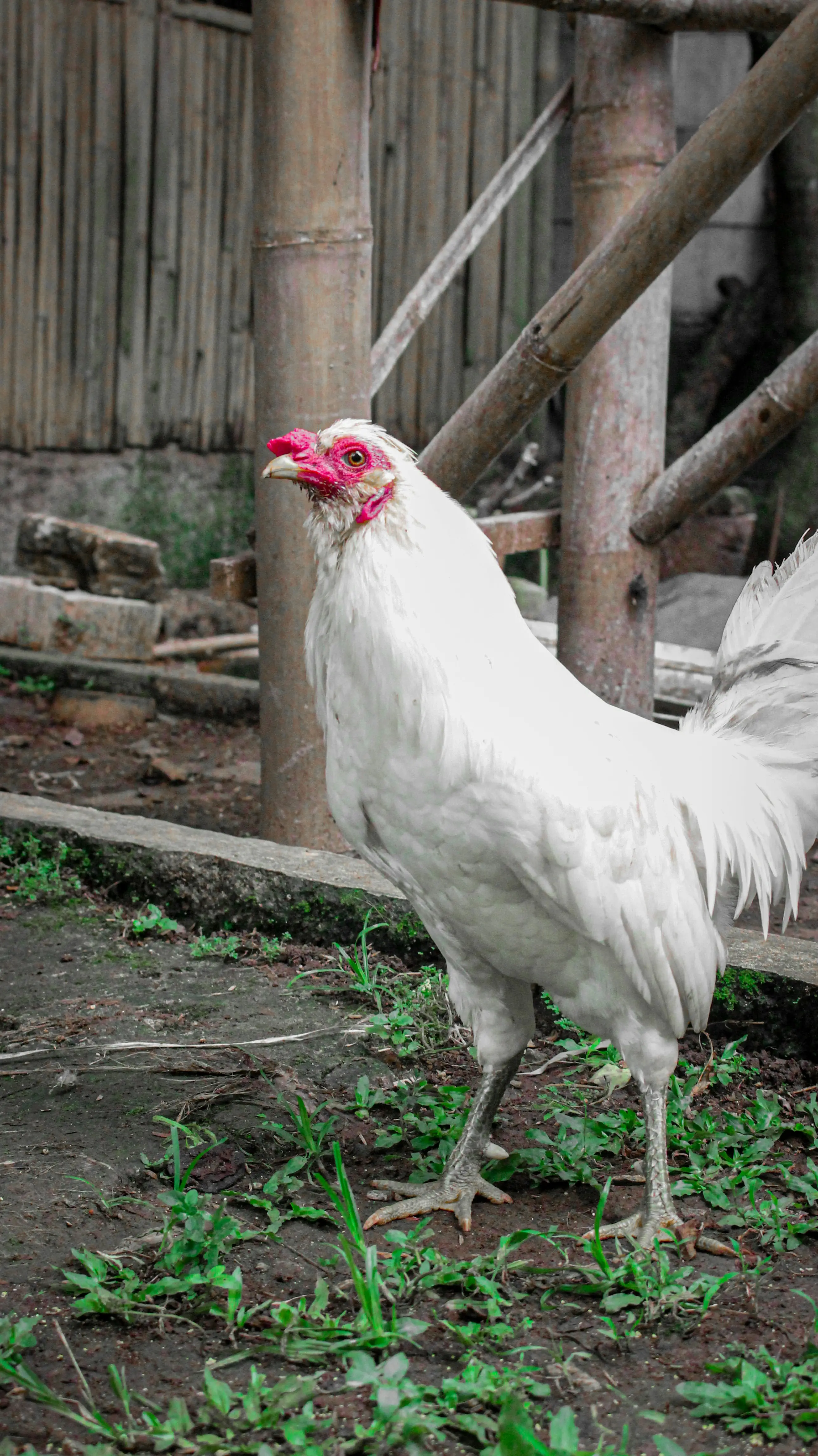 Esse prazo foi o tempo necessário para encerrar o ciclo do vírus H5N1 (Foto: Unsplash)