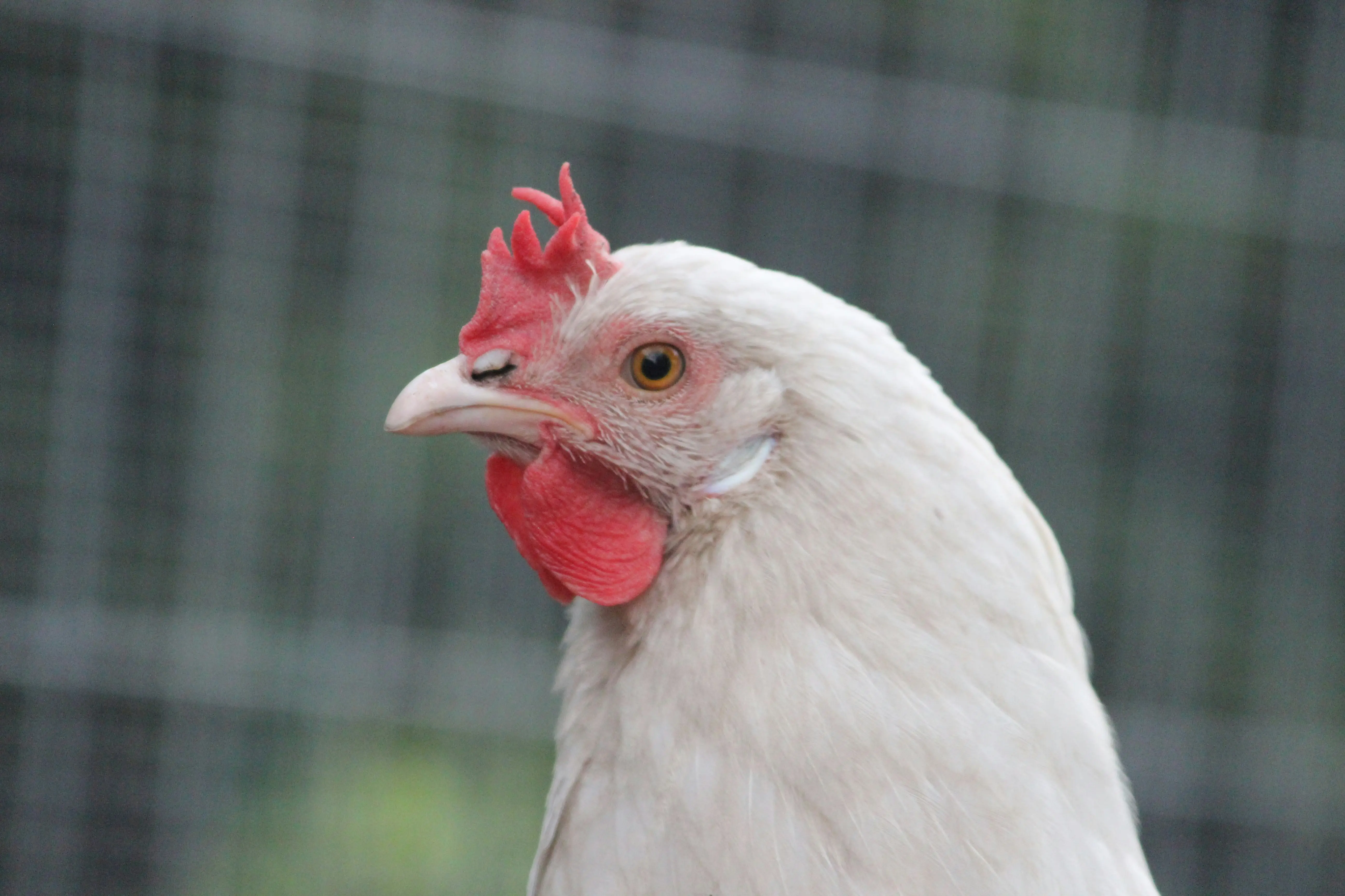 Se nenhum novo caso aparecer até lá, o país pode voltar a exportar frango para mercados que suspenderam as compras (Foto: Unsplash)