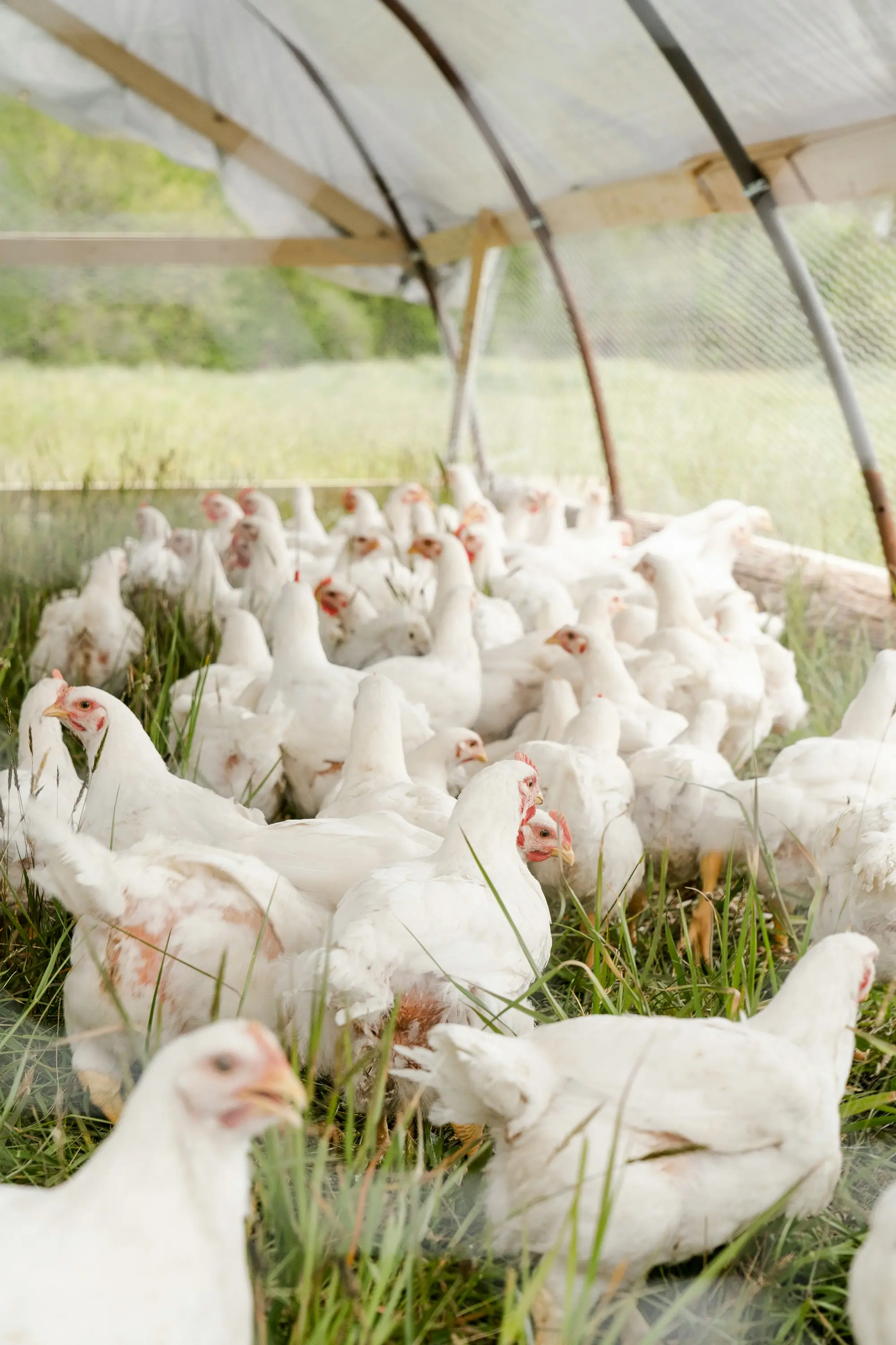 O Brasil é atualmente o maior exportador de carne de frango do mundo. (Foto: Unsplash)
